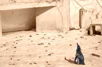 上を見上げているペンギン